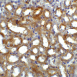 Immunohistochemistry of GFR alpha 3 in mouse kidney tissue with GFR alpha 3 antibody at 5 μg/ml.