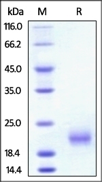 GITR Recombinant Protein