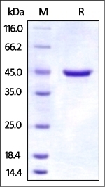 GITR Recombinant Protein