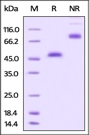GITR Recombinant Protein
