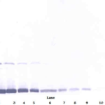 To detect Rat GM-CSF by Western Blot analysis this antibody can be used at a concentration of 0.1 - 0.2 ug/ml. Used in conjunction with compatible secondary reagents the detection limit for recombinant Rat GM-CSF is 1.5 - 3.0 ng/lane, under either reducing or non-reducing conditions.