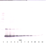To detect hGM-CSF by Western Blot analysis this antibody can be used at a concentration of 0.1- 0.2 ug/ml. Used in conjunction with compatible secondary reagents the detection limit for recombinant hGM-CSF is 1.5-3.0 ng/lane, under either reducing or non-reducing conditions.