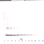 To detect hGM-CSF by Western Blot analysis this antibody can be used at a concentration of 0.1- 0.2 ug/ml. Used in conjunction with compatible secondary reagents the detection limit for recombinant hGM-CSF is 1.5-3.0 ng/lane, under either reducing or non-reducing conditions.