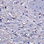 Immunohistochemistry of GPAT1 in mouse brain tissue with GPAT1 antibody at 5 μg/ml.