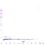 To detect human GRO-beta by Western Blot analysis this antibody can be used at a concentration of 0.1-0.2 ug/ml. When used in conjunction with compatible secondary reagents, the detection limit for recombinant Human GRO-beta is 1.5-3.0 ng/lane, under either reducing or non-reducing conditions.