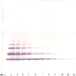 To detect human GRO-beta by Western Blot analysis this antibody can be used at a concentration of 0.1-0.2 ug/ml. When used in conjunction with compatible secondary reagents, the detection limit for recombinant Human GRO-beta is 1.5-3.0 ng/lane, under either reducing or non-reducing conditions.