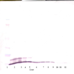 To detect Rat GRO/KC by Western Blot analysis this antibody can be used at a concentration of 0.1-0.2 ug/ml. When used in conjunction with compatible secondary reagents, the detection limit for recombinant Rat GRO/KC is 1.5-3.0 ng/lane, under either reducing or non-reducing conditions.