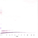To detect Rat GRO/KC by Western Blot analysis this antibody can be used at a concentration of 0.1-0.2 ug/ml. When used in conjunction with compatible secondary reagents, the detection limit for recombinant Rat GRO/KC is 1.5-3.0 ng/lane, under either reducing or non-reducing conditions.