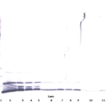 To detect Human GRO/MGSA by Western Blot analysis this antibody can be used at a concentration of 0.1-0.2 ug/ml. When used in conjunction with compatible secondary reagents, the detection limit for recombinant Human GRO/MGSA is 1.5-3.0 ng/lane, under either reducing or non-reducing conditions.