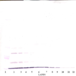 To detect Human GRO/MGSA by Western Blot analysis this antibody can be used at a concentration of 0.1-0.2 ug/ml. When used in conjunction with compatible secondary reagents, the detection limit for recombinant Human GRO/MGSA is 1.5-3.0 ng/lane, under either reducing or non-reducing conditions.