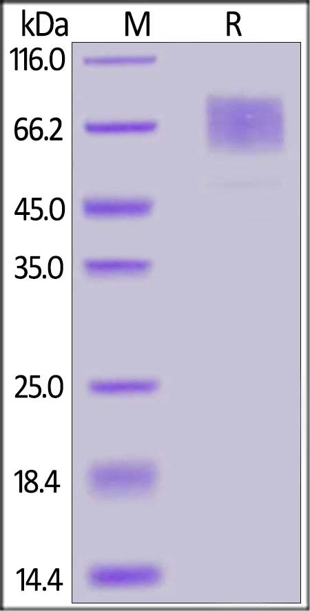 GUCY2C / Guanylyl cyclase C Recombinant Protein