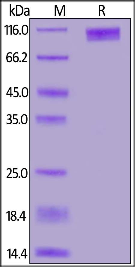 GUCY2C / Guanylyl cyclase C Recombinant Protein