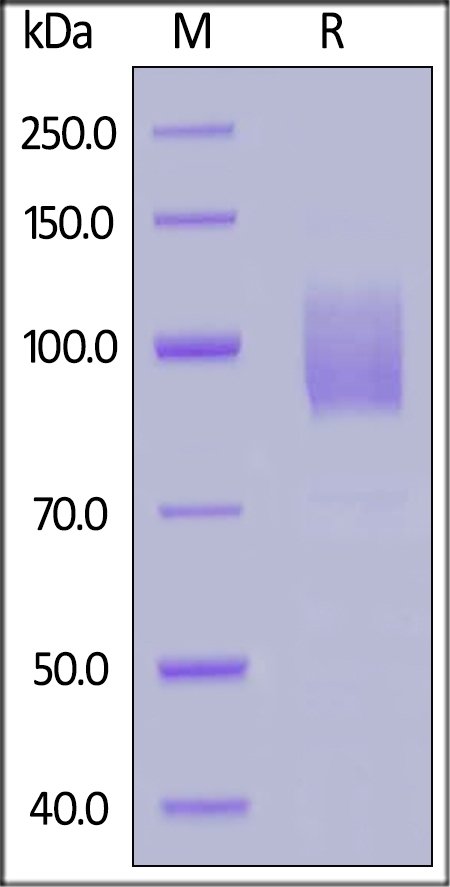 GUCY2C / Guanylyl cyclase C Recombinant Protein