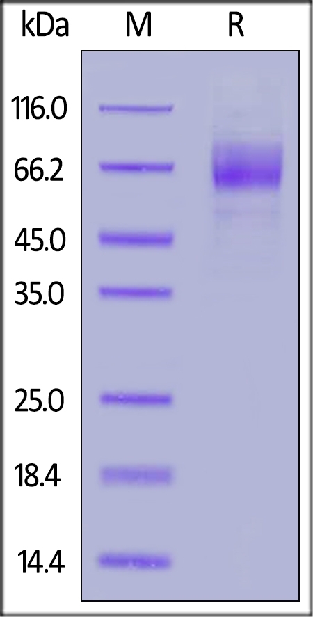 GUCY2C / Guanylyl cyclase C Recombinant Protein
