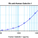 To detect hGalectin-1 by sandwich ELISA (using 100 ul/well antibody solution) a concentration of 0.5 - 2.0 ug/ml of this antibody is required. This antigen affinity purified antibody, in conjunction with ProSci’s Biotinylated Anti-Human Galectin-1 (38-141) as a detection antibody, allows the detection of at least 0.2 - 0.4 ng/well of recombinant hGalectin-1.