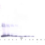 To detect hGalectin-1 by Western Blot analysis this antibody can be used at a concentration of 0.1 - 0.2 ug/ml. Used in conjunction with compatible secondary reagents the detection limit for recombinant hGalectin-1 is 1.5 - 3.0 ng/lane, under either reducing or non-reducing conditions.