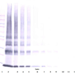 To detect hGalectin-1 by Western Blot analysis this antibody can be used at a concentration of 0.1 - 0.2 ug/ml. Used in conjunction with compatible secondary reagents the detection limit for recombinant hGalectin-1 is 1.5 - 3.0 ng/lane, under either reducing or non-reducing conditions.