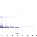 To detect hGalectin-3 by Western Blot analysis this antibody can be used at a concentration of 0.1 - 0.2 ug/ml. Used in conjunction with compatible secondary reagents the detection limit for recombinant hGalectin-3 is 1.5 - 3.0 ng/lane, under either reducing or non-reducing conditions.