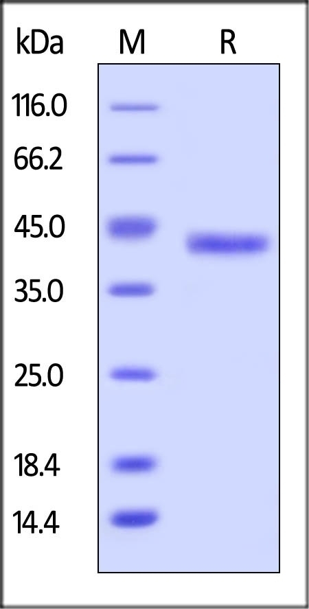 Galectin-4 Recombinant Protein