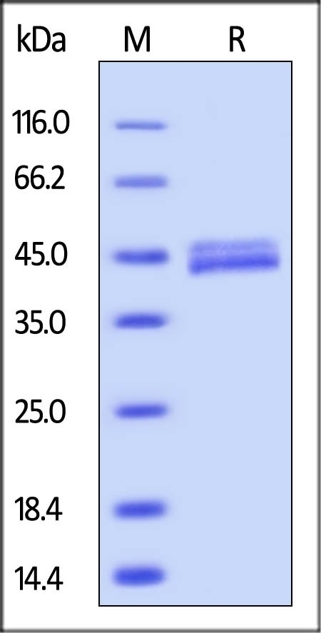 Galectin-4 Recombinant Protein