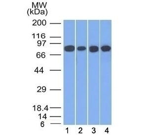 Gamma Catenin Antibody [11E4.]