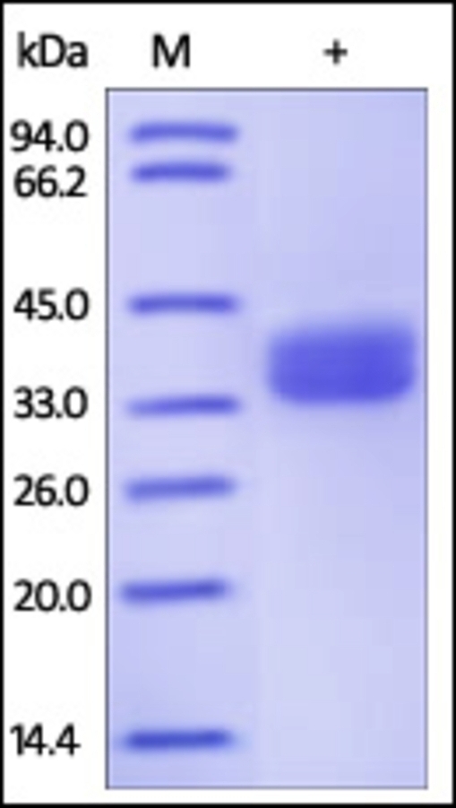 Glyco Recombinant Protein A33 Recombinant Protein