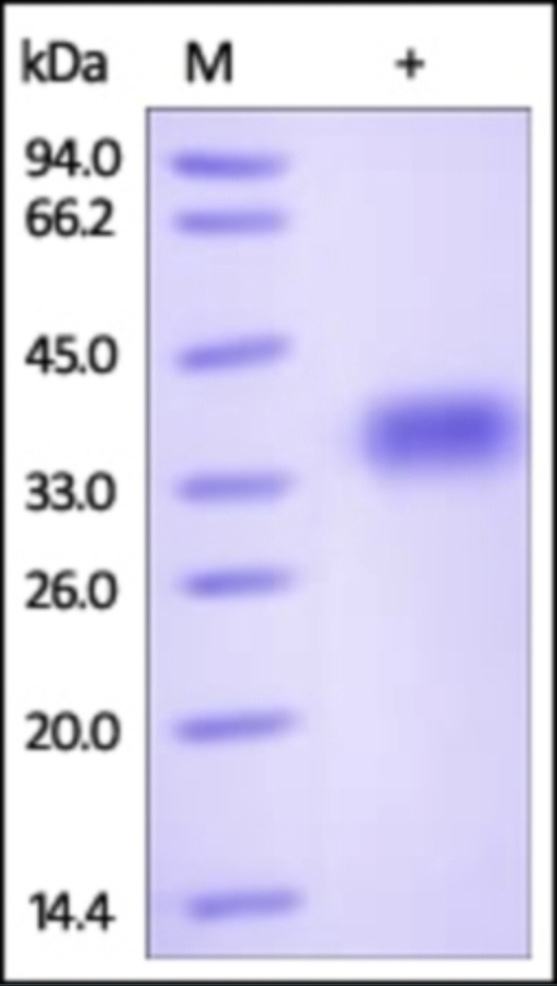 Glyco Recombinant Protein A33 Recombinant Protein