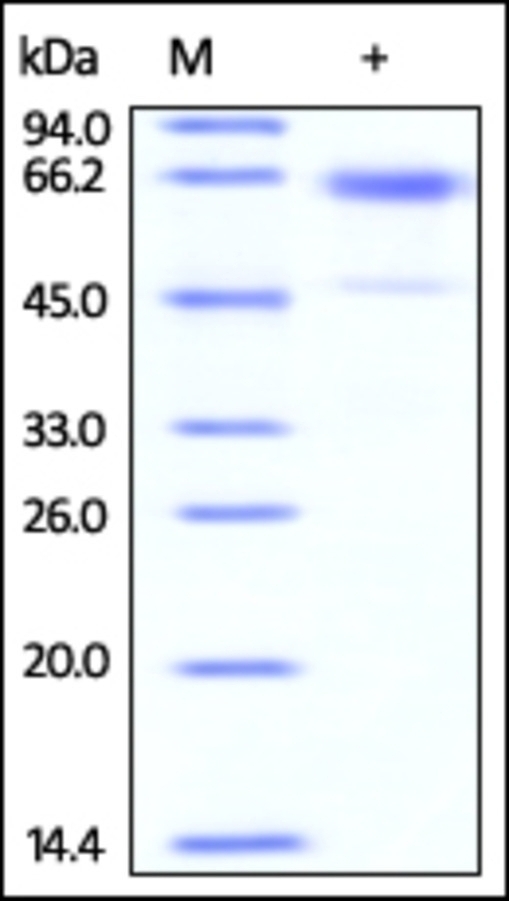 Glycophorin A Recombinant Protein
