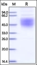 Ebolavirus Glycoprotein Recombinant Protein