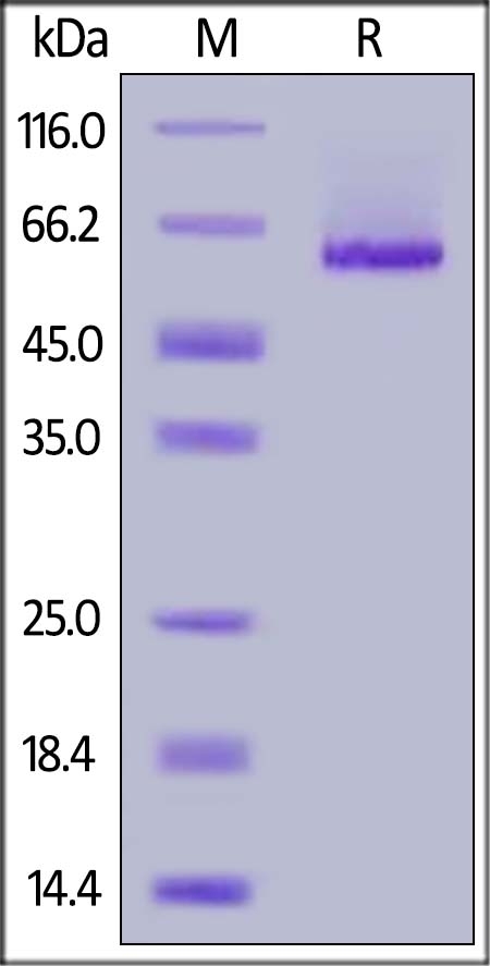 Glypican 1 / GPC1 Recombinant Protein