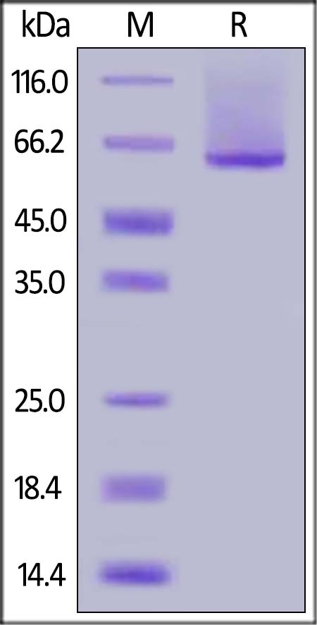 Glypican 1 / GPC1 Recombinant Protein