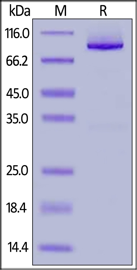 Glypican 1 / GPC1 Recombinant Protein