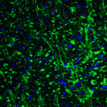 Immunofluorescence of Grik1 in mouse brain tissue with Grik1 Antibody at 20 μg/mL.<br><br>Green: Grik1 antibody (4381) <br> Red: Phylloidin staining<br> Blue: DAPI staining