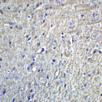 Immunohistochemistry of Grik1 in mouse brain tissue with Grik1 Antibody at 5 μg/mL.