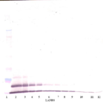 To detect Human GRO-gamma by Western Blot analysis this antibody can be used at a concentration of 0.1-0.2 ug/ml. When used in conjunction with compatible secondary reagents, the detection limit for recombinant Human GRO-gamma is 1.5-3.0 ng/lane, under either reducing or non-reducing conditions.