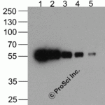 Western blot analysis (1) 200ng, (2) 100ng, (3) 50ng, (4) 25ng, and (5) 12.5ng of a HAT-tagged recombinant protein using biotinylated anti-HAT-tag monoclonal antibody at 0.5 μg/ml.