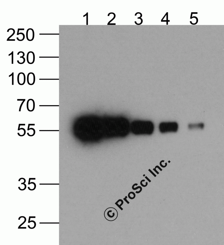 HAT-tag Antibody [4A6F3] (biotin)