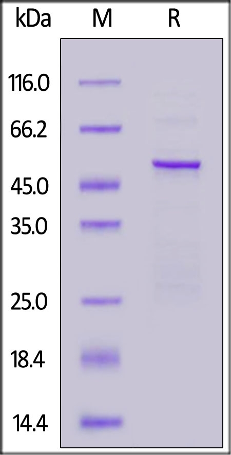 HCoV-229E Nucleocapsid Recombinant Protein
