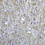 Immunohistochemistry of HES5 in mouse brain tissue with HES5 Antibody at 5 μg/mL.