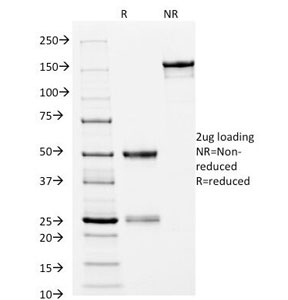 HLA-DRB1 Antibody [L243]