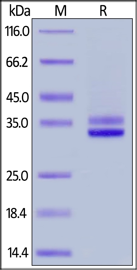 HMGB1 Recombinant Protein
