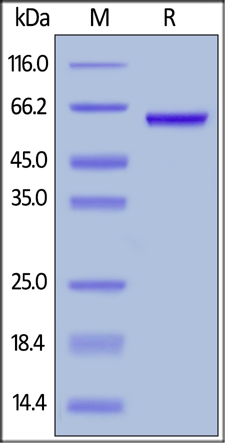 HMGB1 Recombinant Protein
