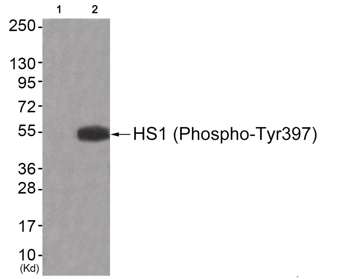 HS1 (phospho Tyr397) Antibody