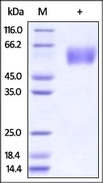Hemagglutinin (HA) Recombinant Protein