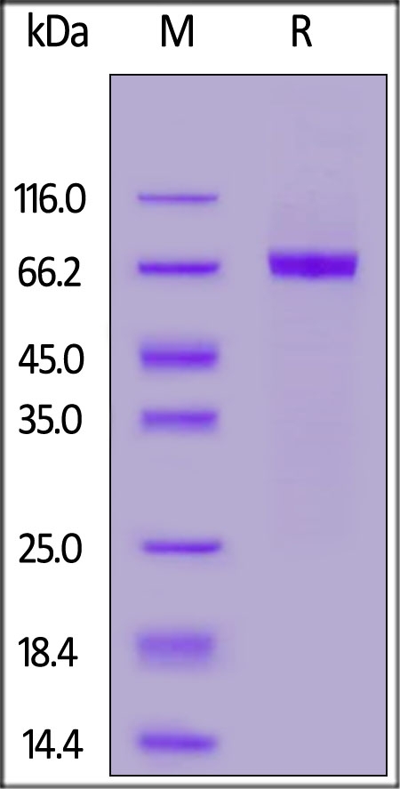 Her2 / ErbB2 (23-510) Recombinant Protein