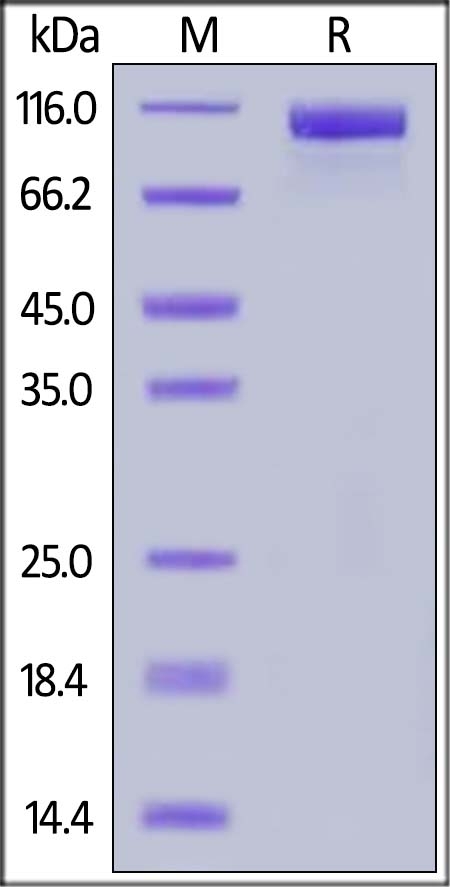 Her2 / ErbB2 Recombinant Protein