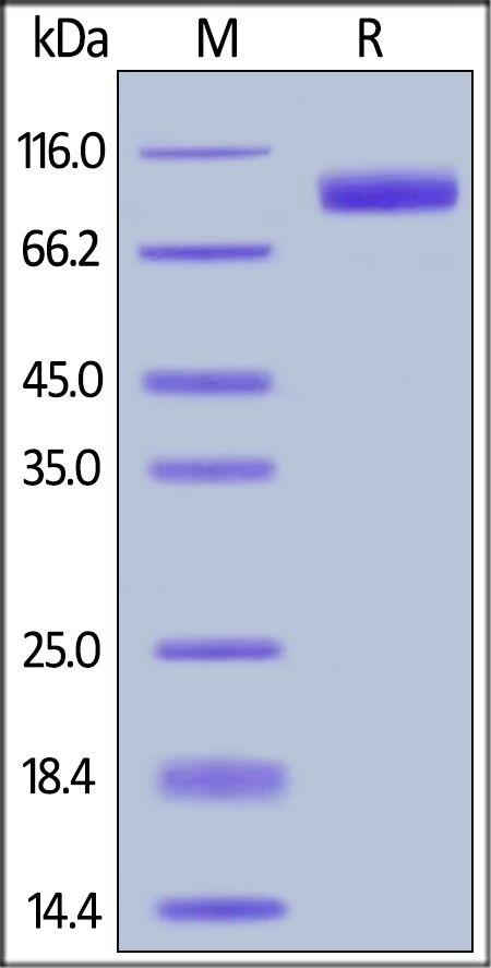 Her2 / ErbB2 Recombinant Protein
