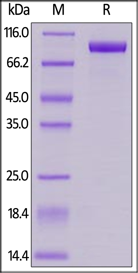 Her2 / ErbB2 Recombinant Protein