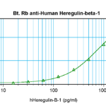 To detect Human Heregulin-beta1 by sandwich ELISA (using 100 ul/well antibody solution) a concentration of 0.25 – 1.0 ug/ml of this antibody is required. This biotinylated polyclonal antibody, in conjunction with ProSci’s Polyclonal Anti-Human Heregulin-beta1 (38-254) as a capture antibody, allows the detection of at least 0.2 – 0.4 ng/well of recombinant Human Heregulin-beta1.