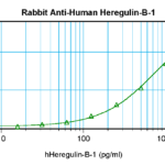 To detect Human Heregulin-beta1 by sandwich ELISA (using 100ul/well antibody solution) a concentration of 0.5 - 2.0 ug/ml of this antibody is required. This antigen affinity purified antibody, in conjunction with ProSci’s Biotinylated Anti-Human Heregulin-beta1(38-253) as a detection antibody, allows the detection of at least 0.2 - 0.4 ng/well of recombinant Human Heregulin-beta1.